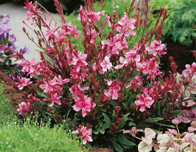 Gaura Rosa Zwerg
