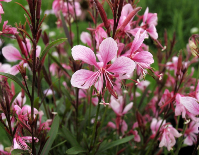 Gaura Rosa Zwerg