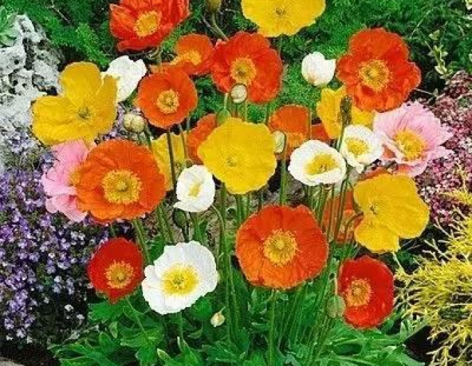 Mohn "Frühlingsgefühle" Mix