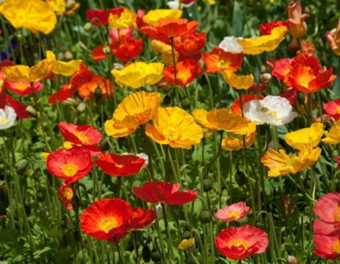 Mohn "Frühlingsgefühle" Mix