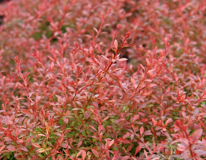 Thunbergs Drache "Orange Dream"