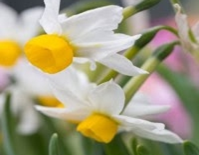 Narzisse Canaliculatus