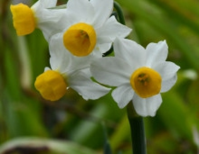 Narzisse Canaliculatus