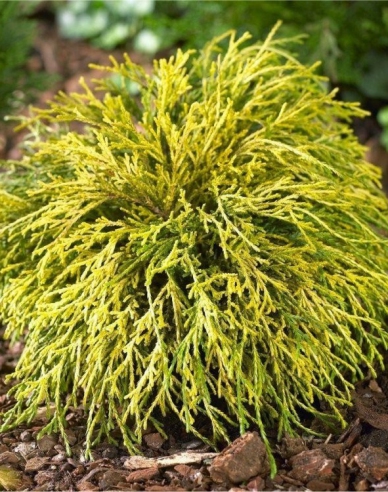 Zypresse Sungold