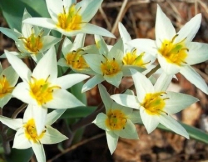 Tulpe  Turkestanica