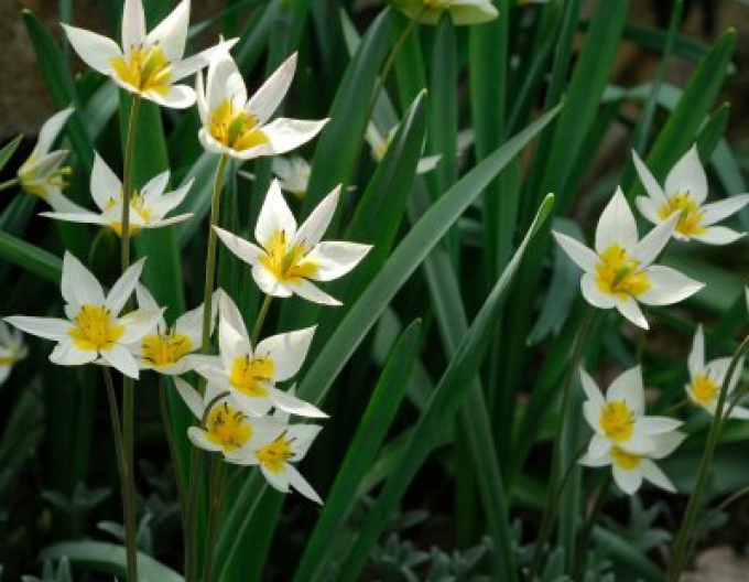 Tulpe  Turkestanica