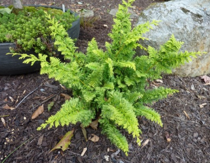 Zypresse Fernspray Gold