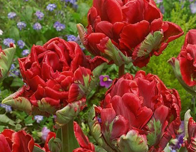 Tulpe Rokoko