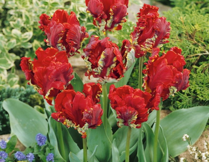 Tulpe Rokoko