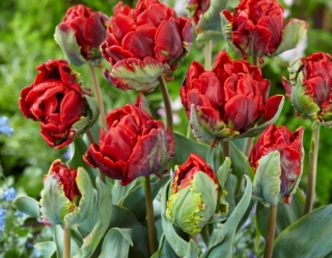 Tulpe Rokoko