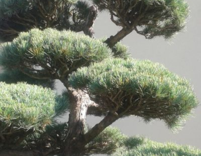 Waldkiefer Bonsai
