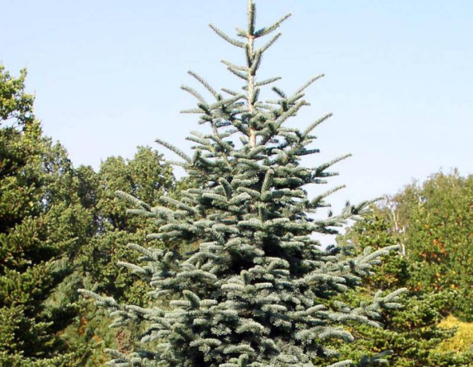 Edeltanne 125/150cm