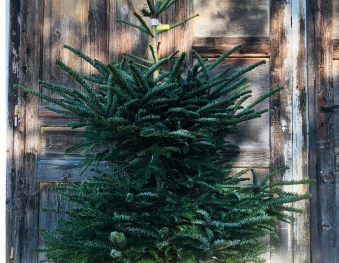 Edeltanne 125/150cm
