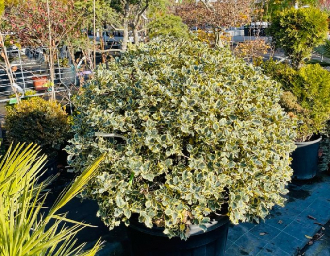 Stechpalme Variegata Variegata