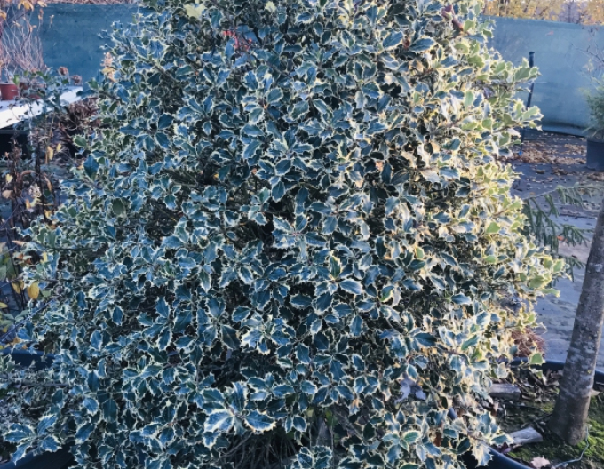 Stechpalme Variegata Cono Forte