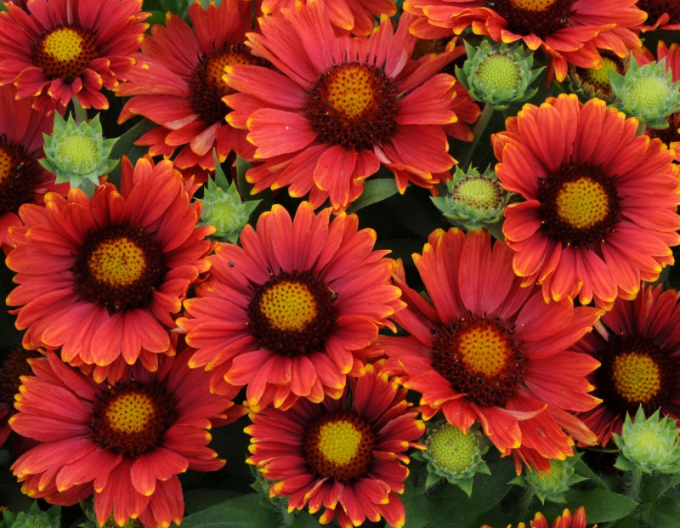 Coquette Arizona Red Shades