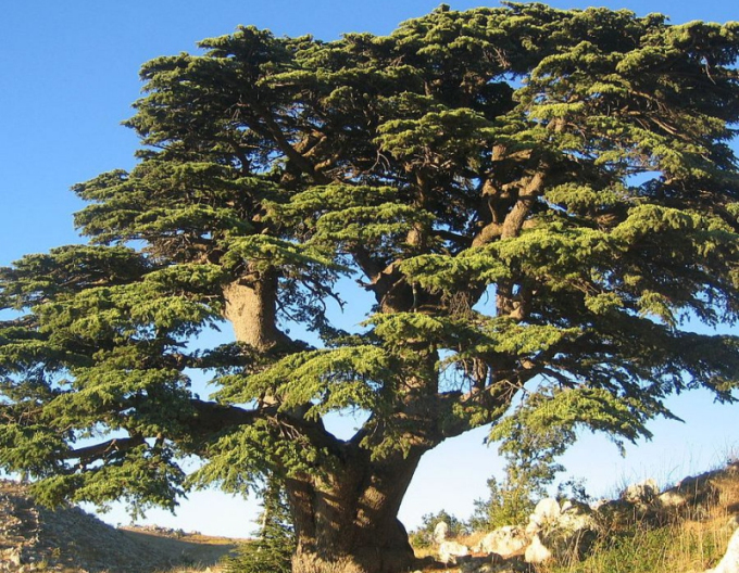 Libanesische Zeder Bonsai