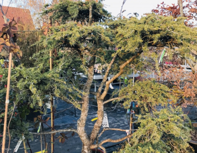 Libanesische Zeder Bonsai