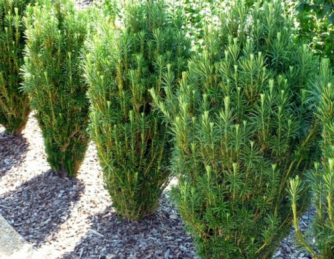Patis Harringtonia
