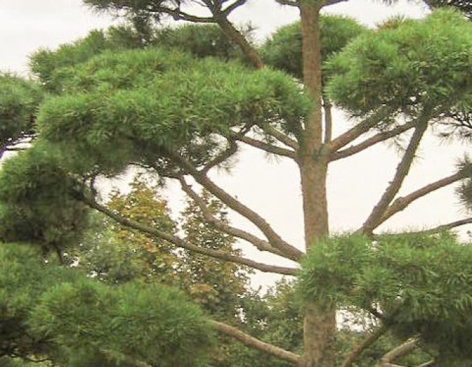 Glatte Kiefer Bonsai