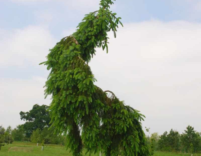 Fichte Pančičov Pendula