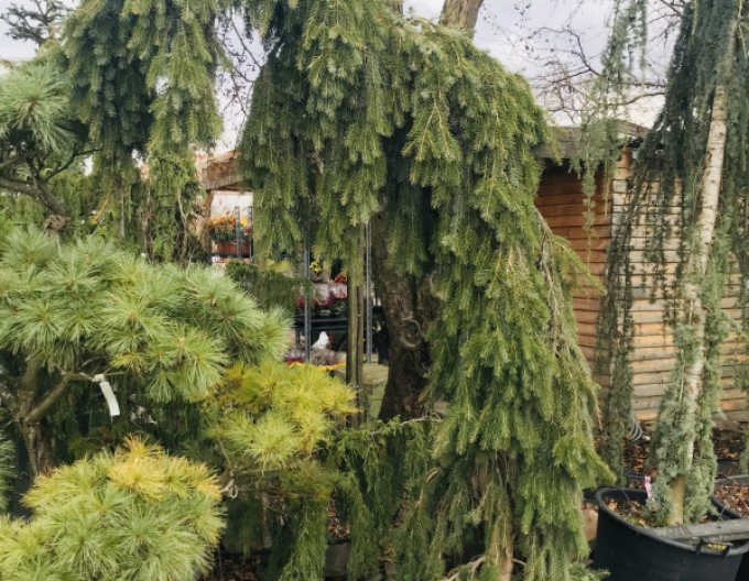 Fichte Pančičov Pendula