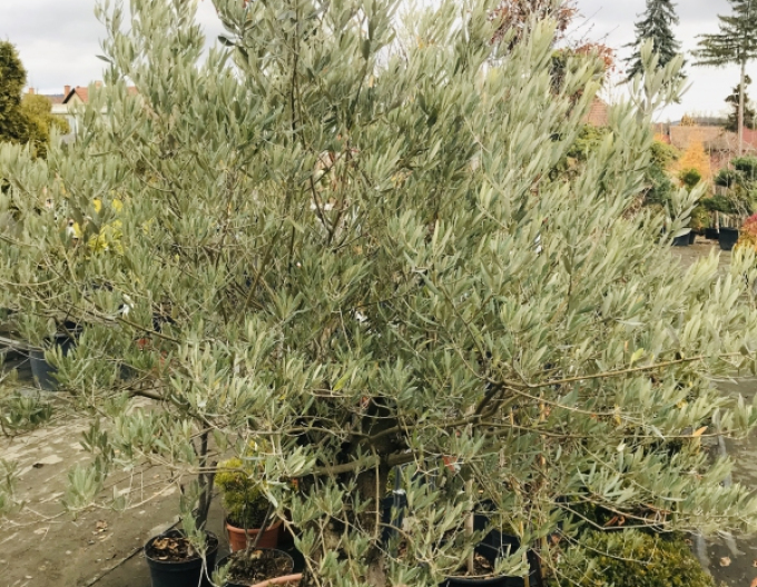 Europäischer Olivenbaum "Fungo Piccolo"