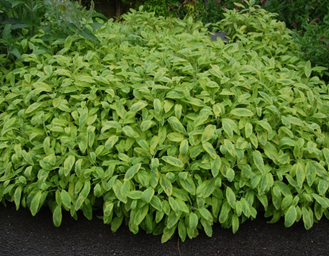Salbei Icterina