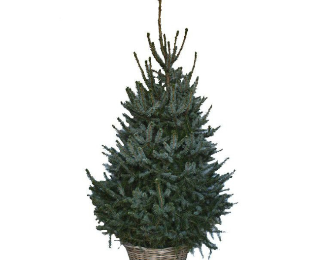 Rispenfichte 175/200 cm