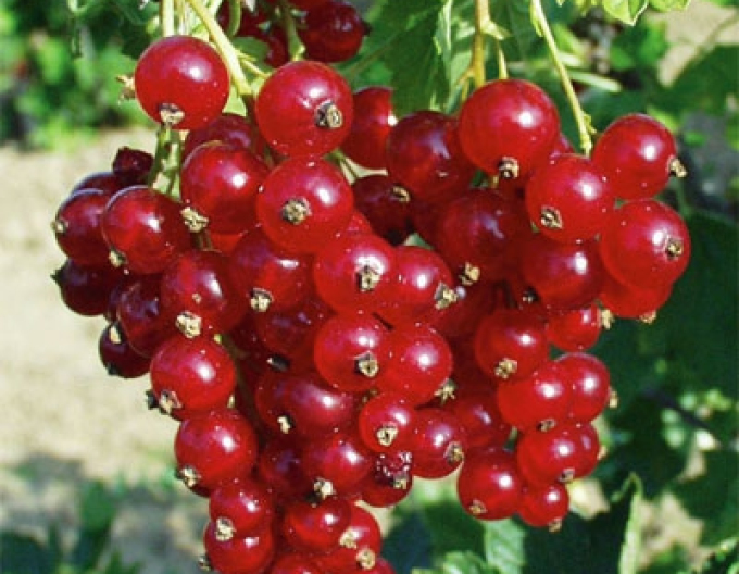 Rote Johannisbeere Marathon Strauch