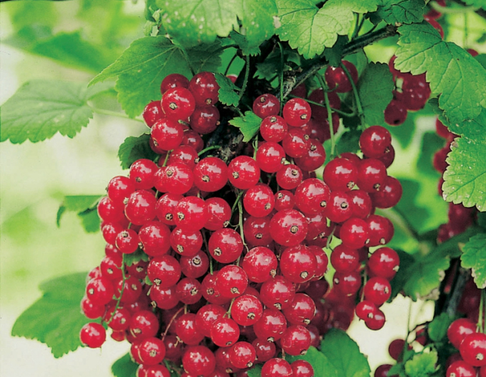 Rote Johannisbeere Red Lake Strauch