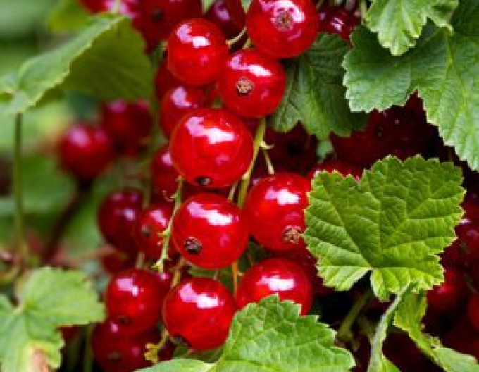 Rote Johannisbeere Stanza Strauch