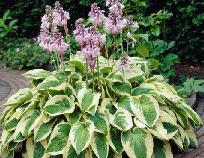 Hosta Funkia Breite Krempe1l