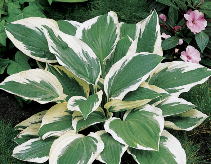 Hosta "Patriot"