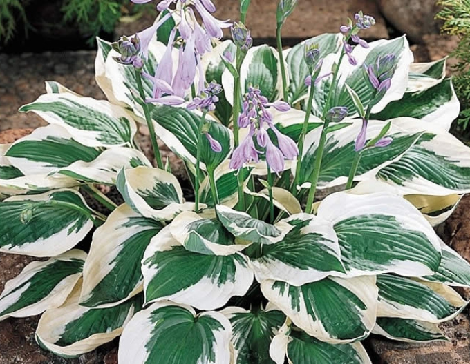 Hosta "Patriot"