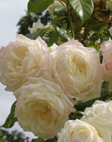 Rose Zukunft/Alaska