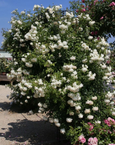 Rose Zukunft/Alaska