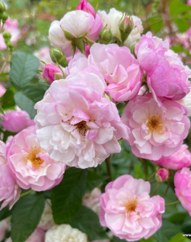 Rose Lavendel Siluetta