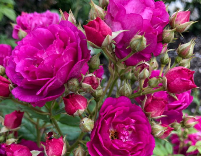 Rose Lila Siluetta