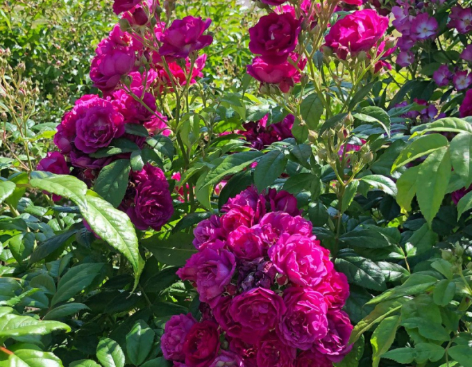 Rose Lila Siluetta