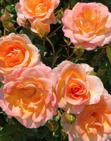 Rose Dekora