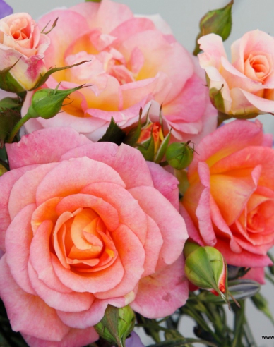 Rose Dekora