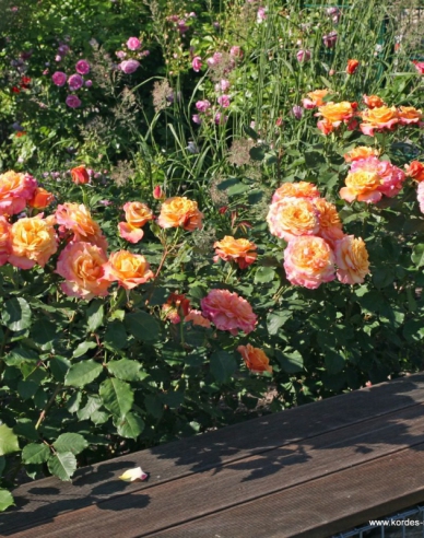 Rose La Villa Cotta