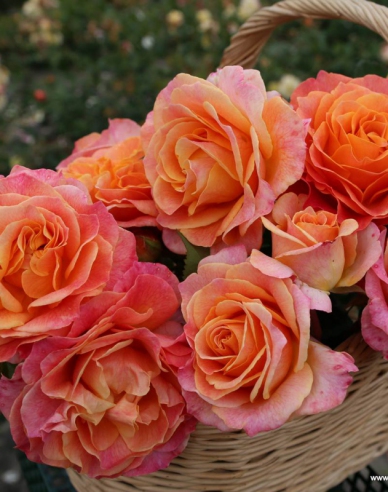 Rose ´Better Times´