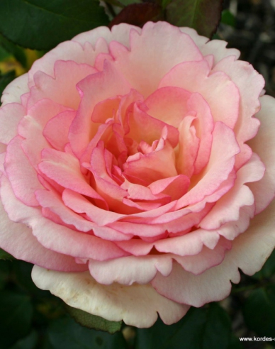 Rose Suovenir de Baden Baden