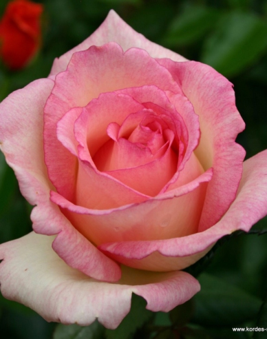 Rose Suovenir de Baden Baden