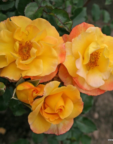 Rose Bright Smiles