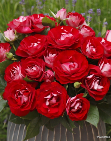 Rose Rose der Einheit