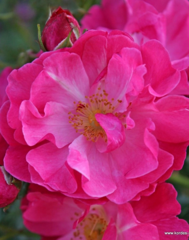 Rose Hotline