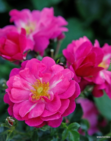 Rose Hotline
